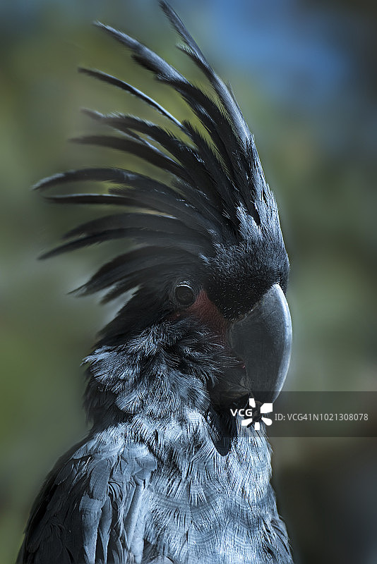 棕榈凤头鹦鹉图片素材