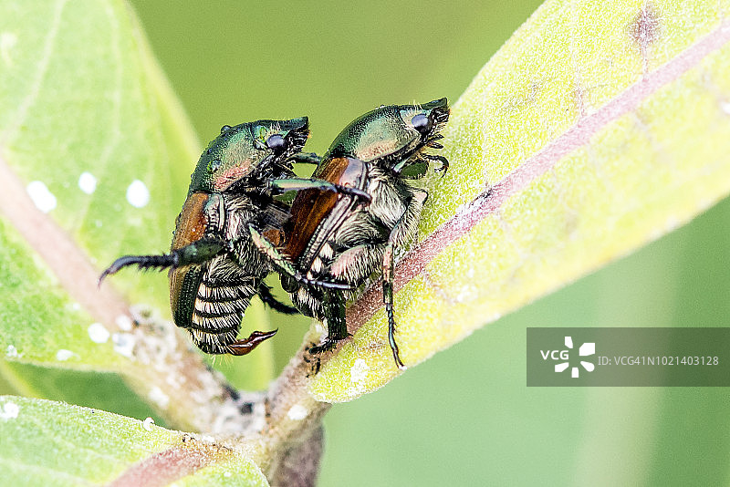 交配的日本金龟子图片素材