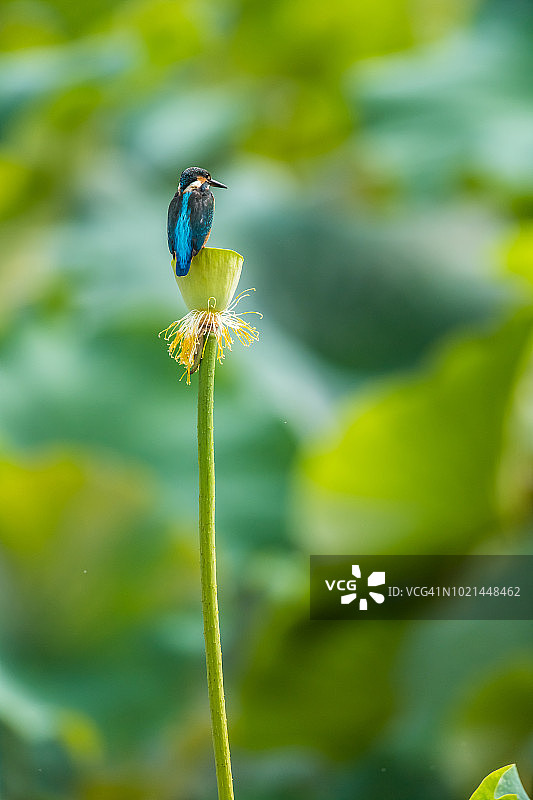 翠鸟的图片素材