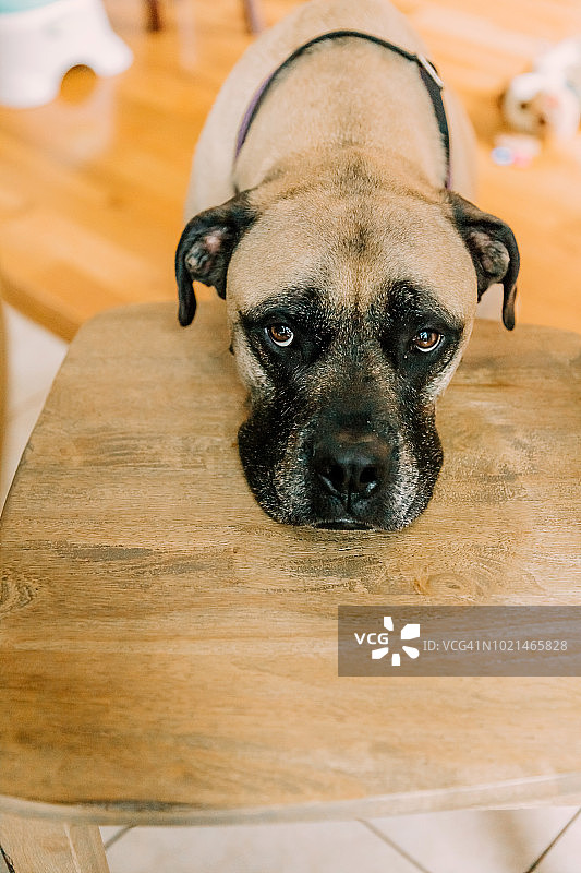 牛獒犬，悲伤的狗，内疚的狗，坏狗，小狗眼，大犬种，概念：沮丧，悲伤图片素材