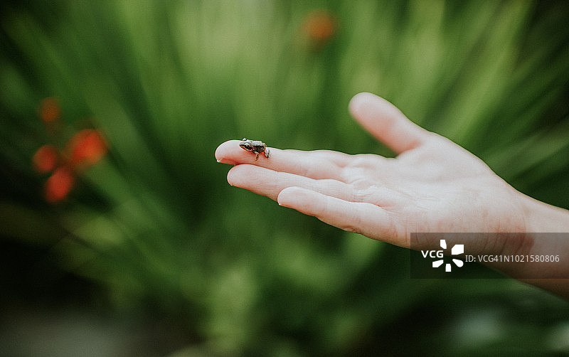 小青蛙图片素材