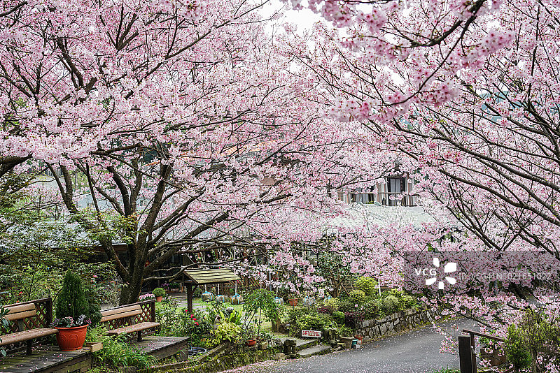 阳明山公园樱花盛开图片素材
