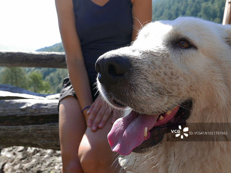 小狗和主人图片素材