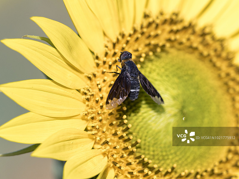 西班牙向日葵与飞舞黑蝇图片素材
