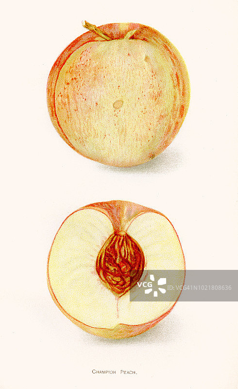 冠军桃子插画1892图片素材