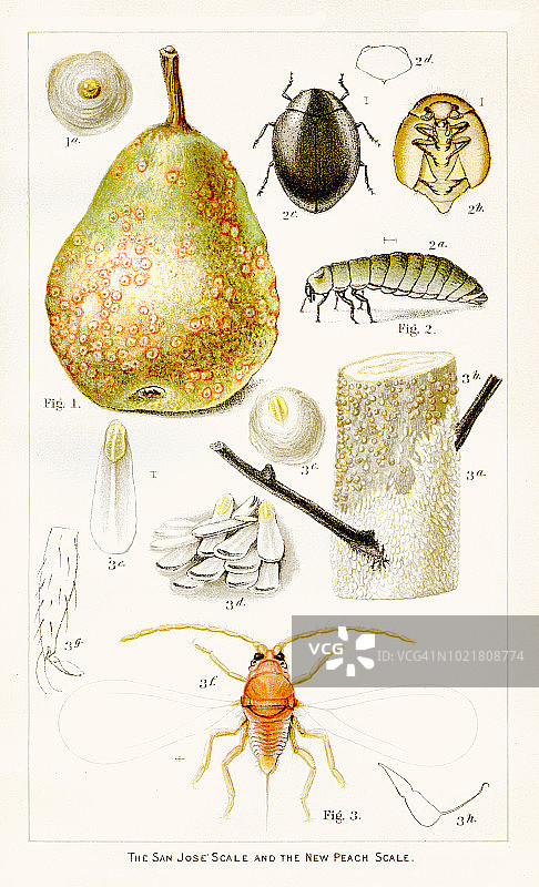 1892年圣何塞桃树刻版画图片素材