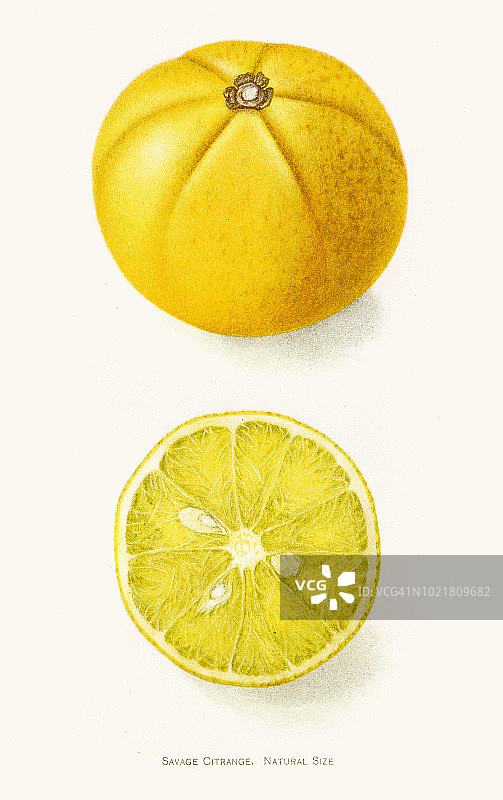 1892年野蛮酸橙插图图片素材