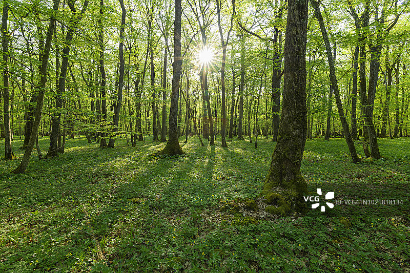 德国巴伐利亚州哈梅尔堡索登贝格春季阳光下的落叶林。图片素材