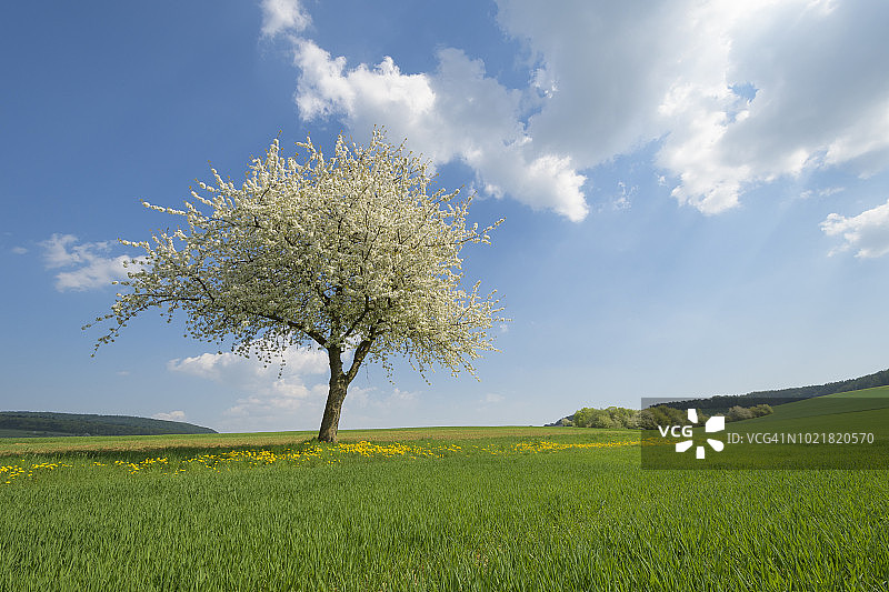 德国巴伐利亚州哈梅尔堡区巴特基辛根县区韦尔斯菲尔德春天盛开的樱桃树图片素材