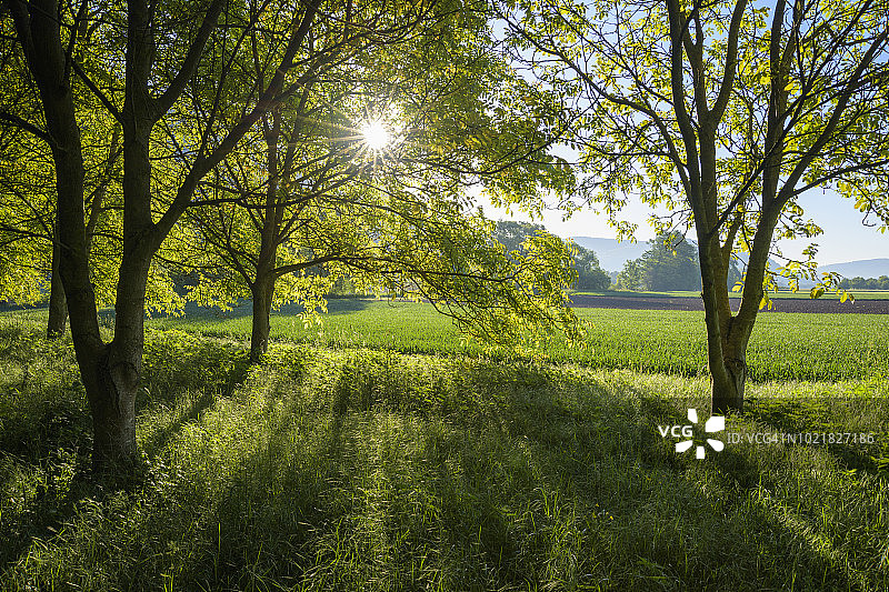 德国巴伐利亚施佩萨特米尔滕贝格区小霍伊巴赫的胡桃树图片素材