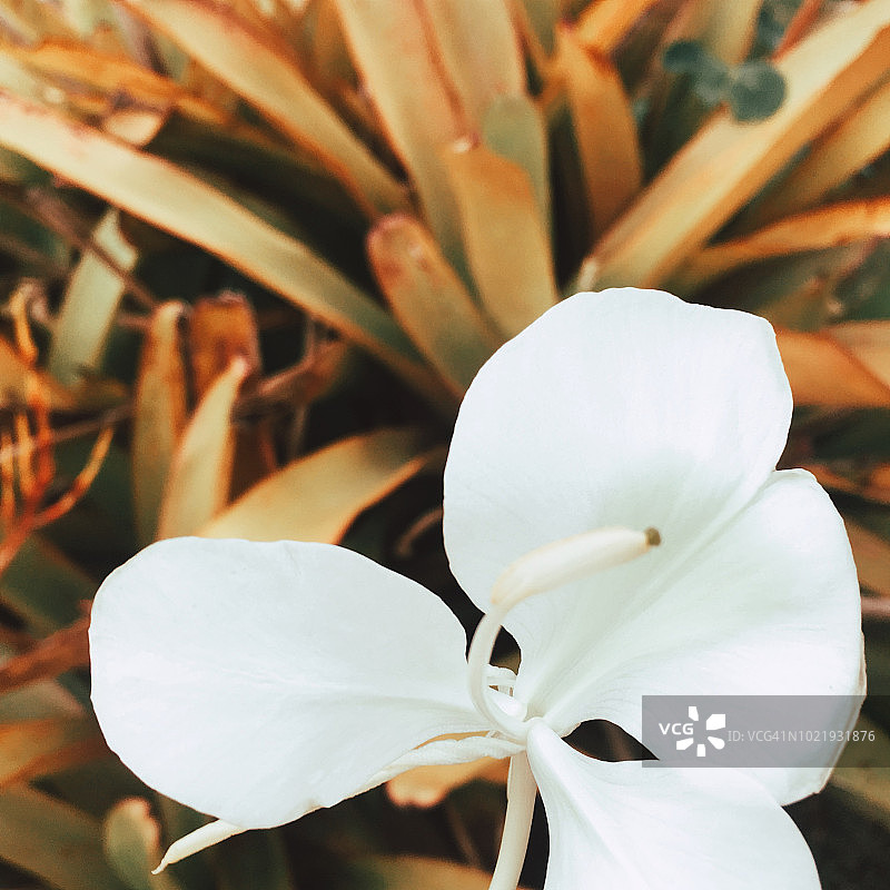 白色的兰花图片素材