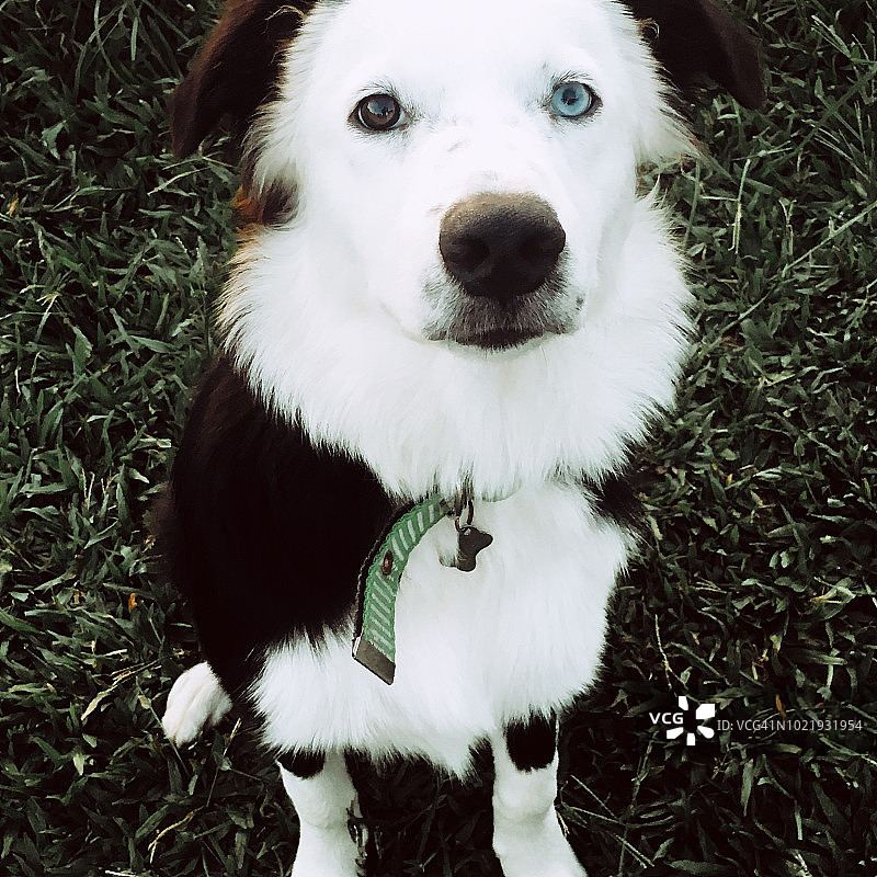 快乐的蓬松边境牧羊犬图片素材