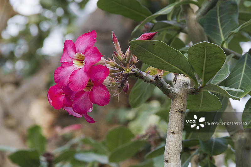沙漠玫瑰花图片素材