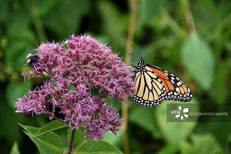 拍摄于停在花朵上的帝王蝶的照片。照片拍摄于2018年8月19日星期日。图片素材