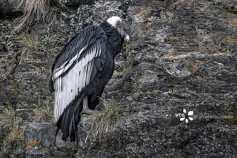 智利巴塔哥尼亚的安第斯秃鹰图片素材