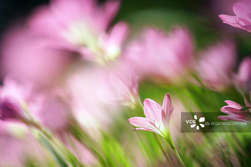 雨百合花图片素材
