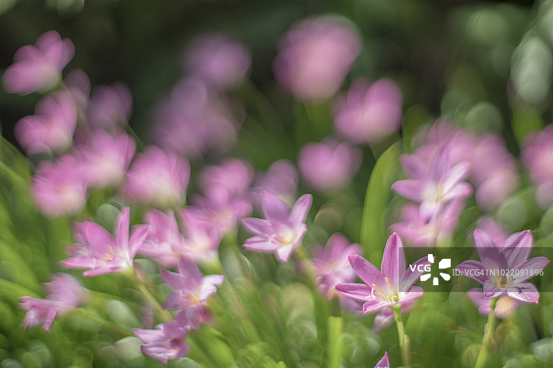 雨百合花图片素材