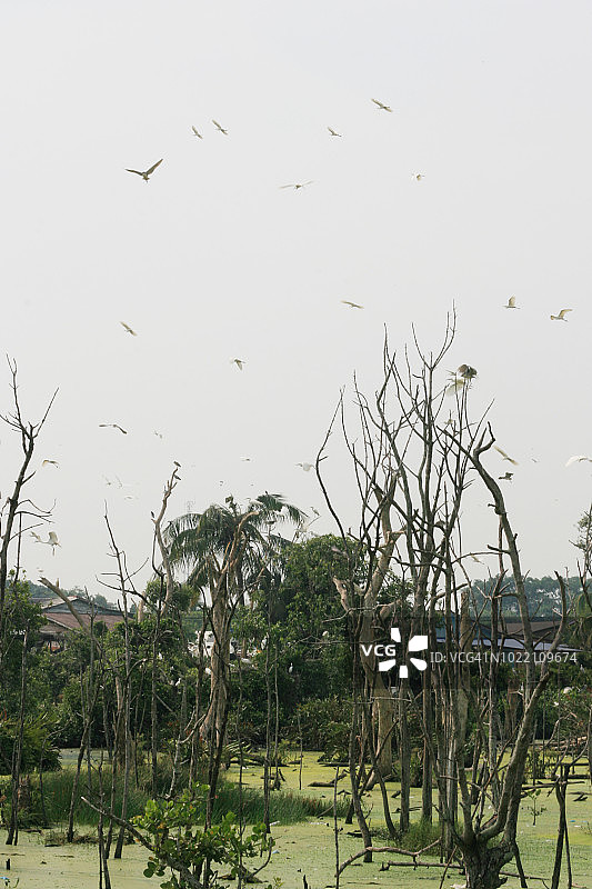 绿色沼泽上的枯树图片素材