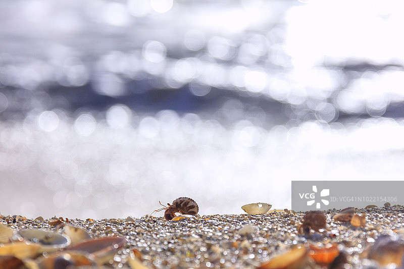 安提瓜岛沙滩上寄居蟹和贝壳特写图片素材