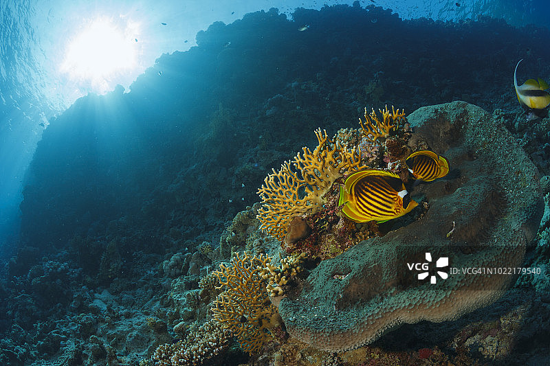 红海珊瑚礁与蝴蝶鱼水下摄影图片素材