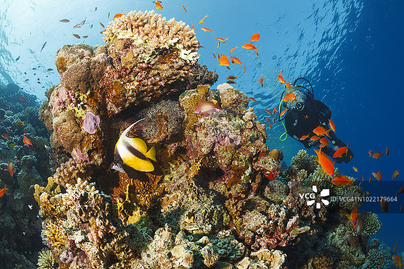 水肺潜水员探索和欣赏珊瑚礁海底生物运动女性水下照片图片素材