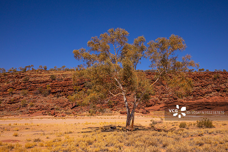 棕榈泉，澳大利亚北部领地内陆图片素材