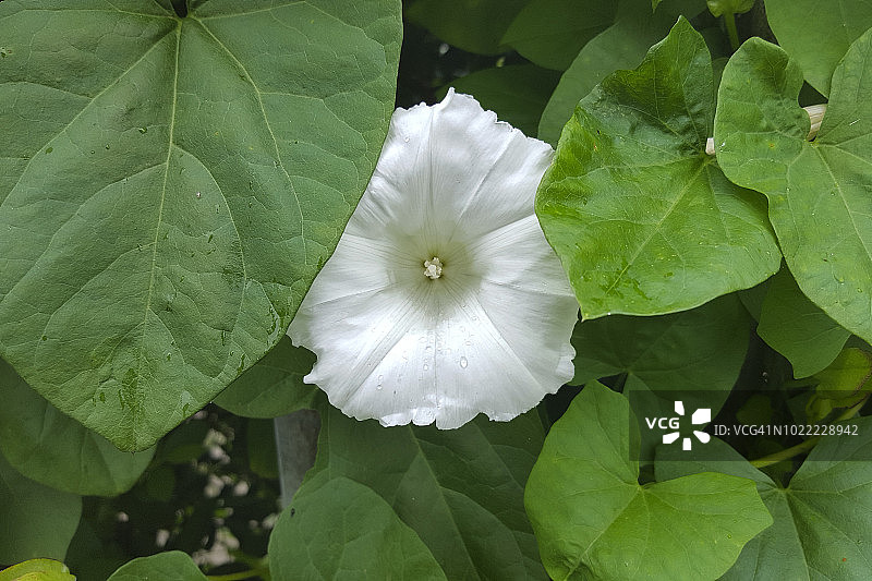 旋花、花朵和叶子图片素材