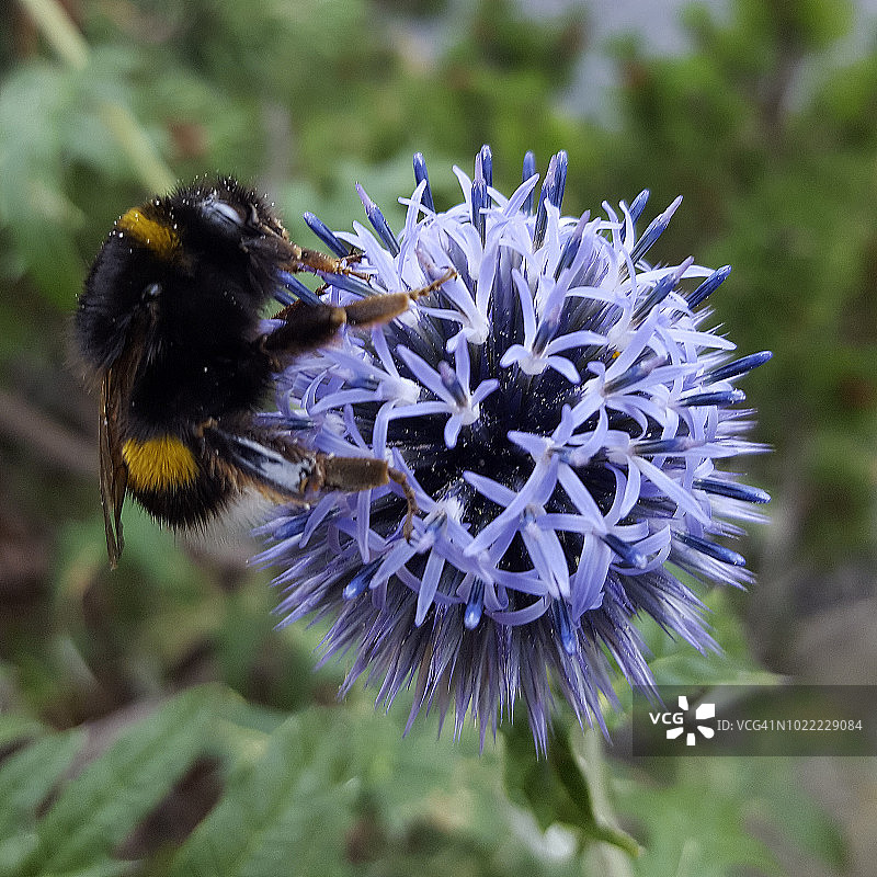 花园里蓟花上的大黄蜂图片素材