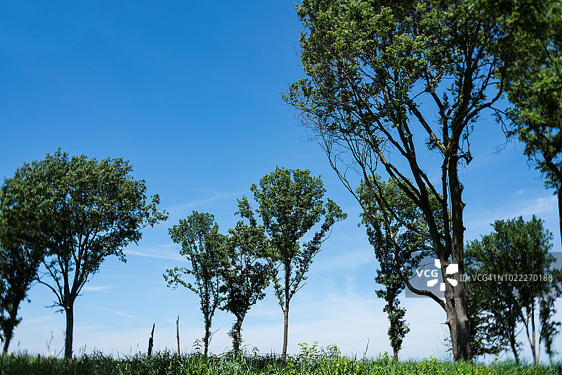 橡树稀树草原图片素材