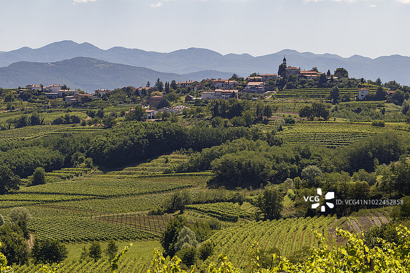 科利奥的葡萄栽培图片素材