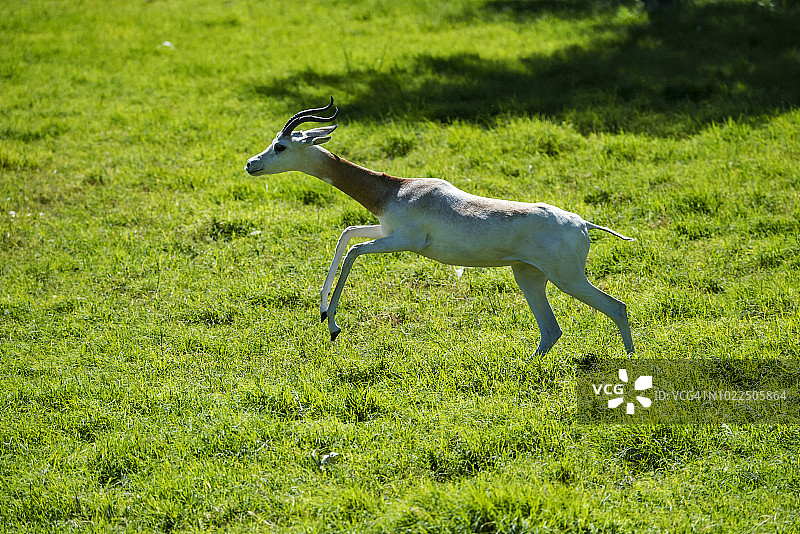 达马瞪羚图片素材