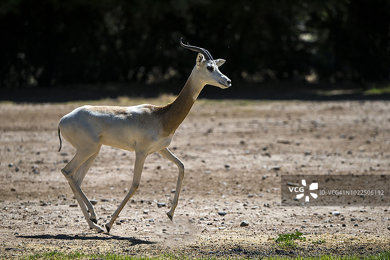 达马瞪羚图片素材