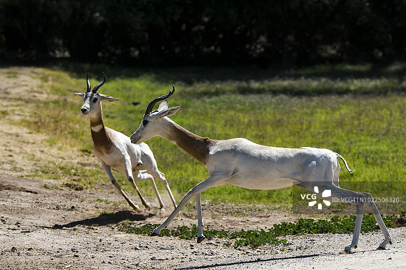 达马瞪羚图片素材