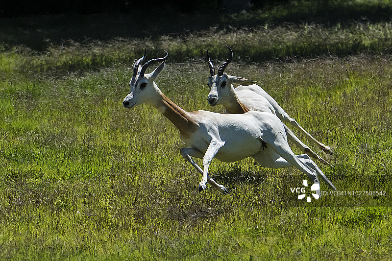 达马瞪羚图片素材