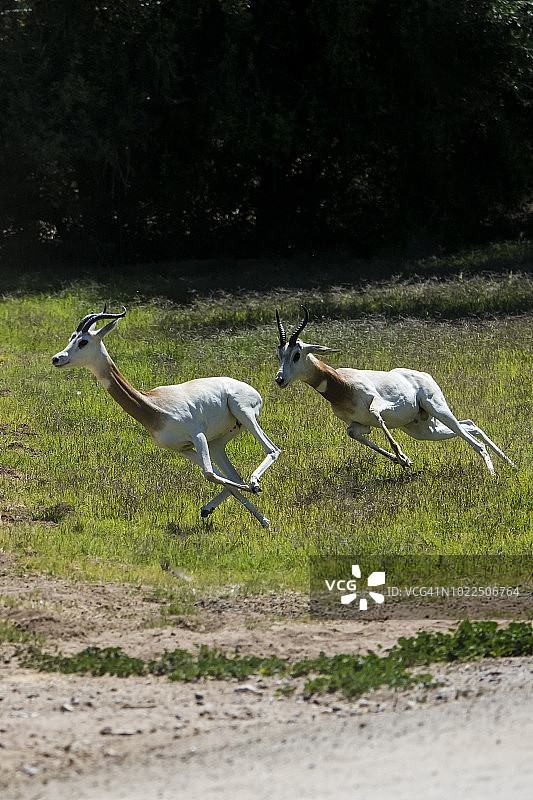 达马瞪羚图片素材