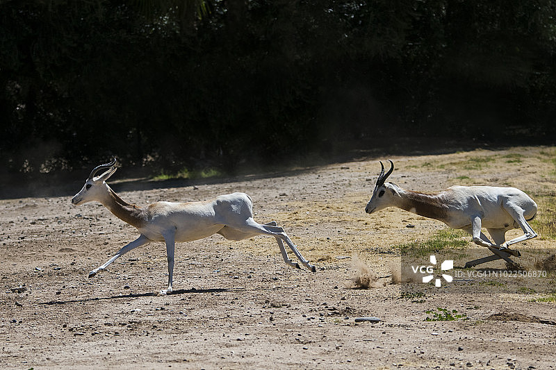 达马瞪羚图片素材
