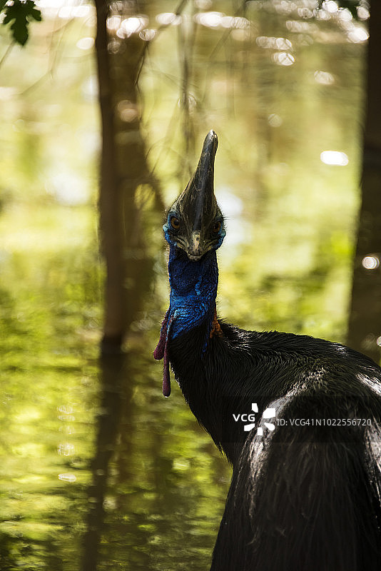 双垂鹤鸵图片素材