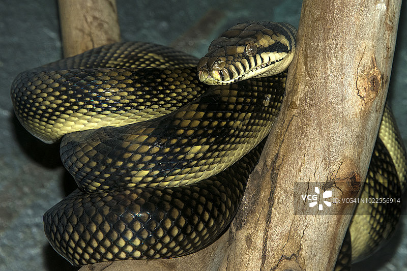 紫晶蟒图片素材