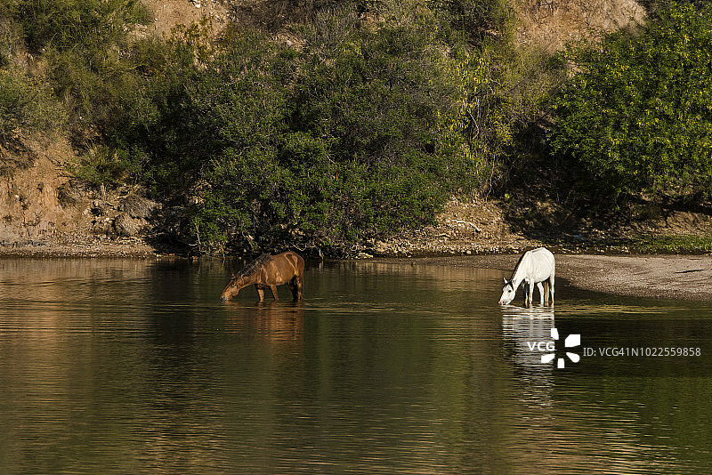 盐河野马图片素材