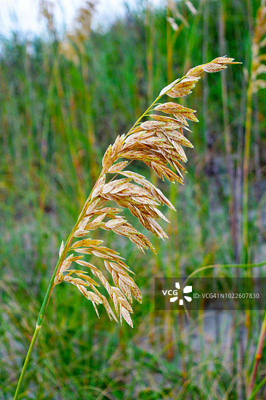 海燕麦草图片素材