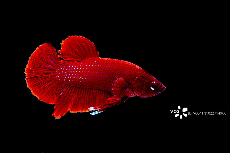 黑色背景上的红色（花龙）斗鱼或暹罗斗鱼图片素材
