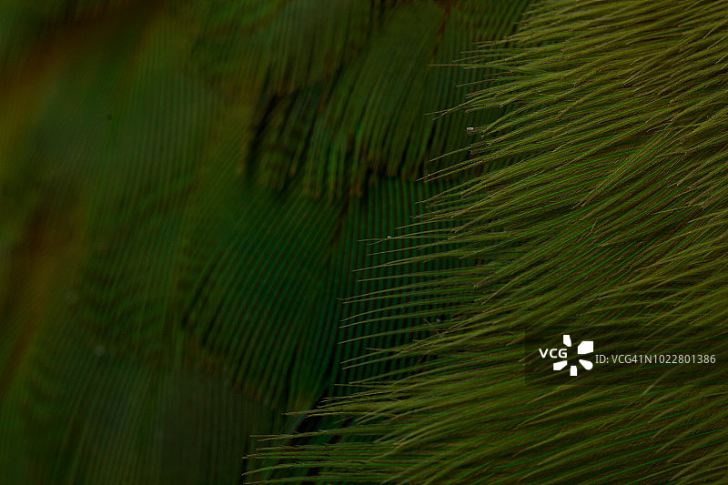 小叶伞藻的微距拍摄图片素材