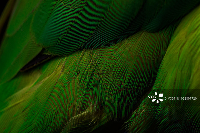 小叶伞藻的微距拍摄图片素材