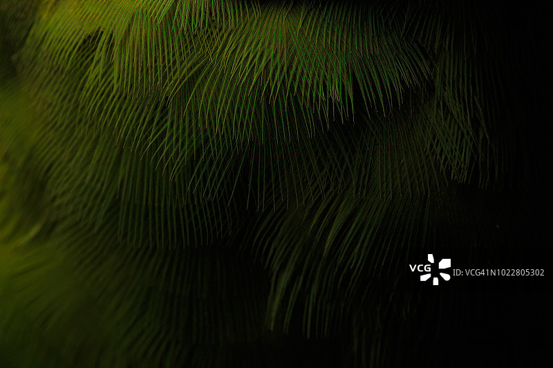 小叶伞藻的微距拍摄图片素材