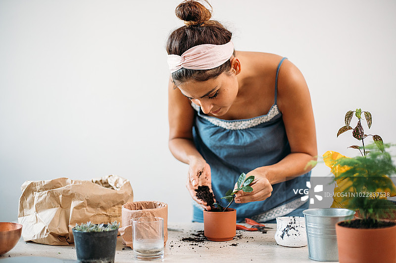 在花盆中装入土壤，准备移植花卉图片素材