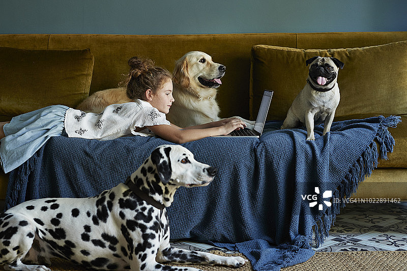 女孩躺在沙发上用笔记本电脑，三只狗陪伴图片素材