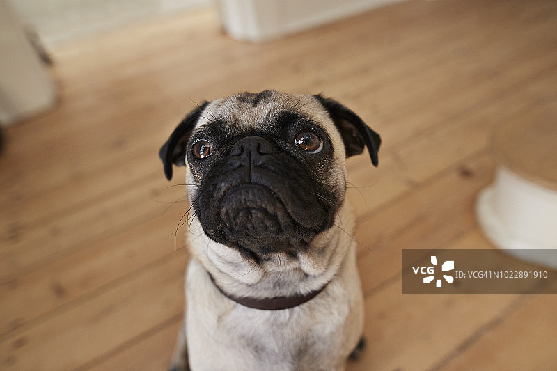 可爱的小狗帕克广角POV肖像图片素材