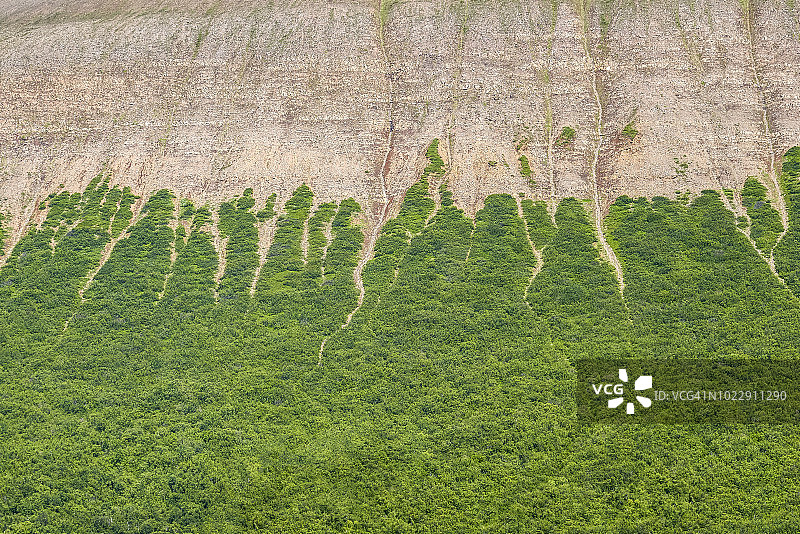 冰岛Fnjoskardalur山谷的树木和灌木图片素材