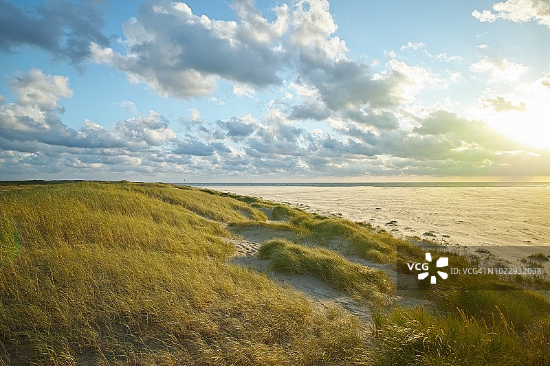 长有结缕草的沙丘图片素材