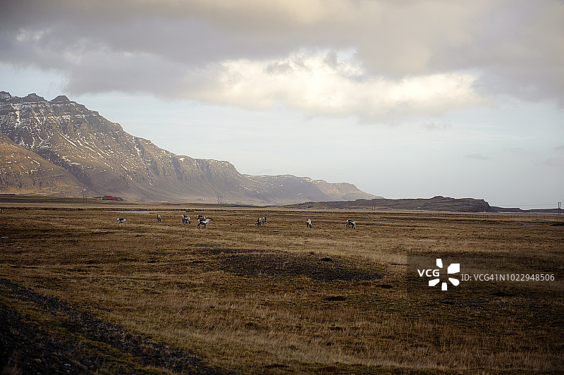 在冰岛东部峡湾 Alftafjordur 的一群驯鹿图片素材